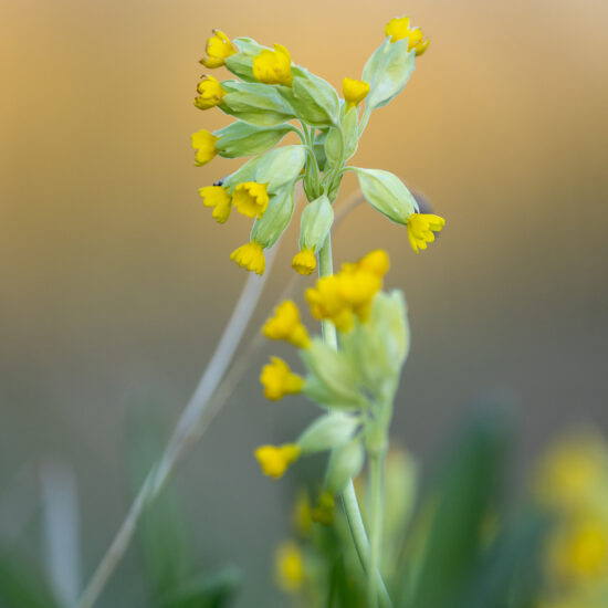 Frühlingserwachen im Garten: Wildblumen-Sets zum Spezialpreis