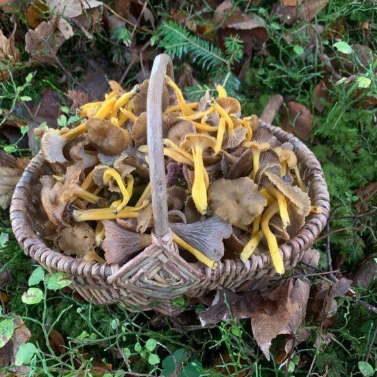 Pilze sicher sammeln und geniessen