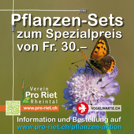 Neue Wildpflanzen-Sets beziehen bei Pro Riet