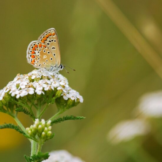 Pro Riet Wildblumen-Aktion: Gemeinsam das Rheintal zum Blühen bringen